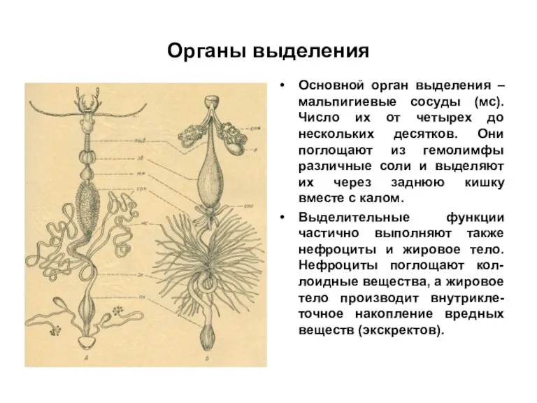 Органы выделения Основной орган выделения – мальпигиевые сосуды (мс). Число их от