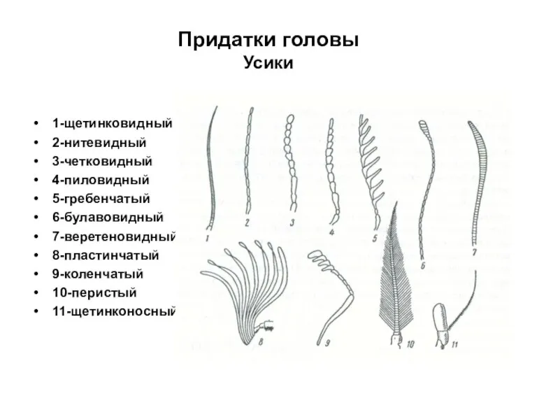 Придатки головы Усики 1-щетинковидный 2-нитевидный 3-четковидный 4-пиловидный 5-гребенчатый 6-булавовидный 7-веретеновидный 8-пластинчатый 9-коленчатый 10-перистый 11-щетинконосный