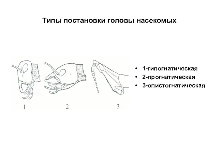 Типы постановки головы насекомых 1-гипогнатическая 2-прогнатическая 3-опистогнатическая