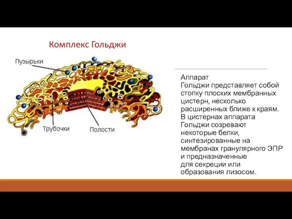 Аппарат Гольджи представляет собой стопку плоских мембранных цистерн, несколько расширенных ближе к