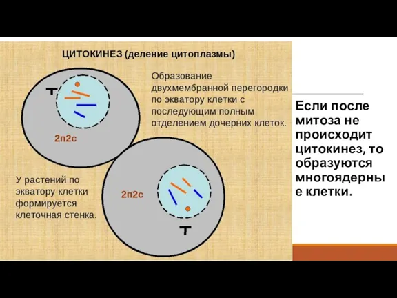 Если после митоза не происходит цитокинез, то образуются многоядерные клетки.
