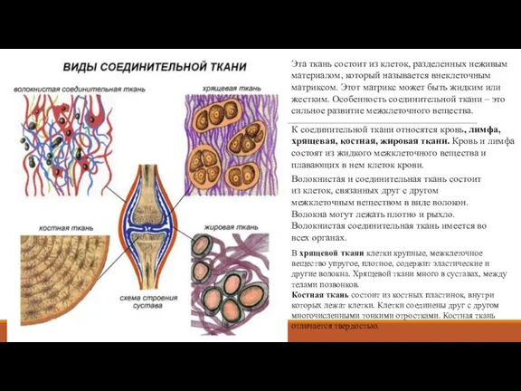 Эта ткань состоит из клеток, разделенных неживым материалом, который называется внеклеточным матриксом.