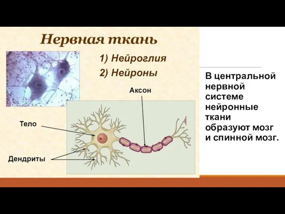 В центральной нервной системе нейронные ткани образуют мозг и спинной мозг.