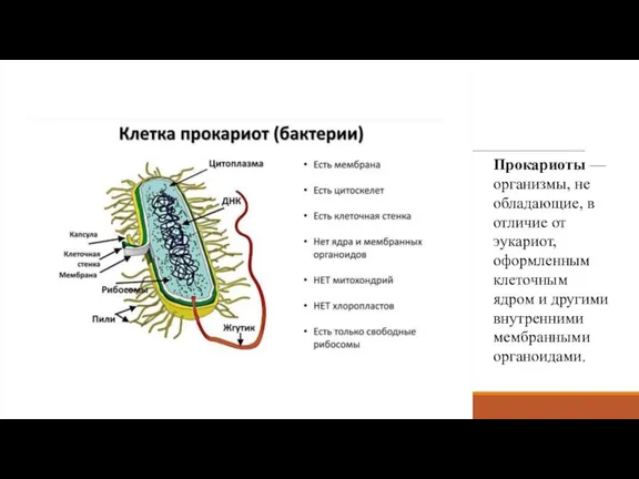 Прокариоты — организмы, не обладающие, в отличие от эукариот, оформленным клеточным ядром