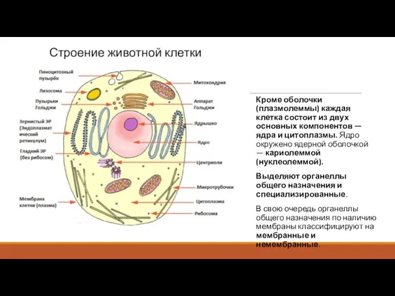 Кроме оболочки (плазмолеммы) каждая клетка состоит из двух основных компонентов — ядра