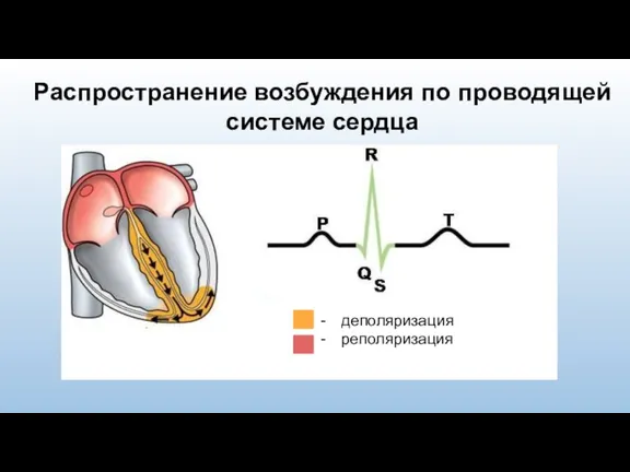 Распространение возбуждения по проводящей системе сердца деполяризация реполяризация