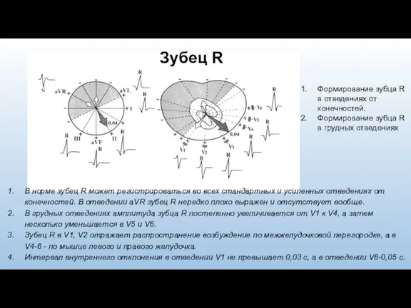 Зубец R В норме зубец R может регистрироваться во всех стандартных и