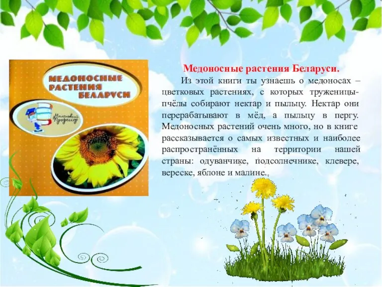 Медоносные растения Беларуси. Из этой книги ты узнаешь о медоносах – цветковых