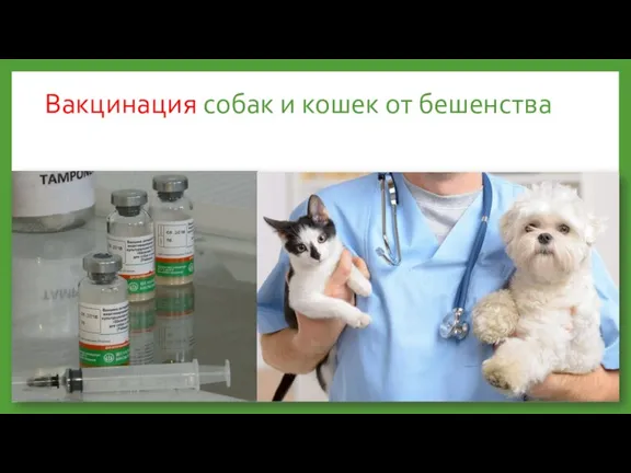 Вакцинация собак и кошек от бешенства