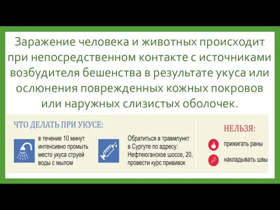 Заражение человека и животных происходит при непосредственном контакте с источниками возбудителя бешенства