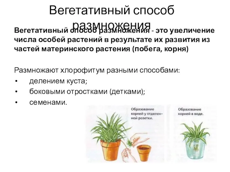 Вегетативный способ размножения Вегетативный способ размножения - это увеличение числа особей растений