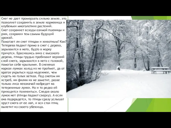 Снег не дает промерзать сильно земле, это позволяет сохранить в земле корневища