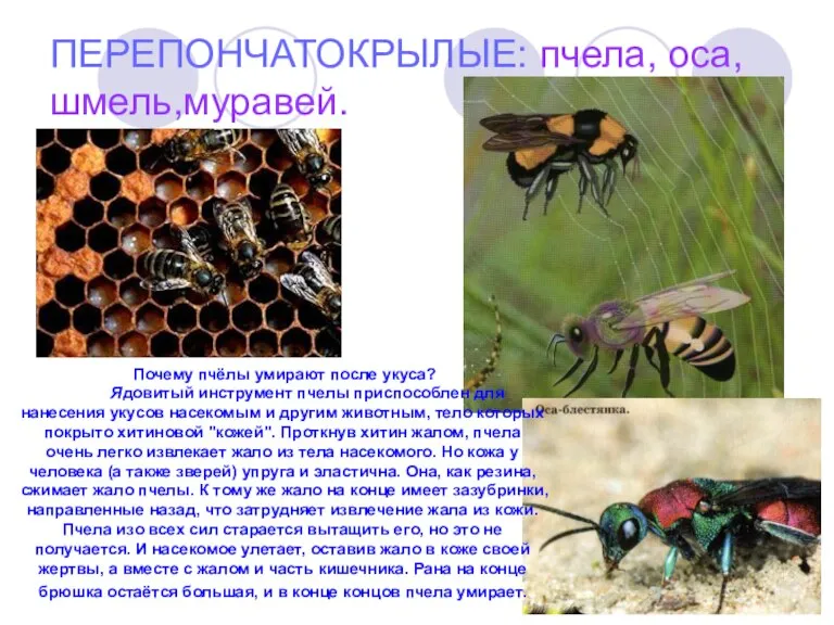 ПЕРЕПОНЧАТОКРЫЛЫЕ: пчела, оса,шмель,муравей. Почему пчёлы умирают после укуса? Ядовитый инструмент пчелы приспособлен