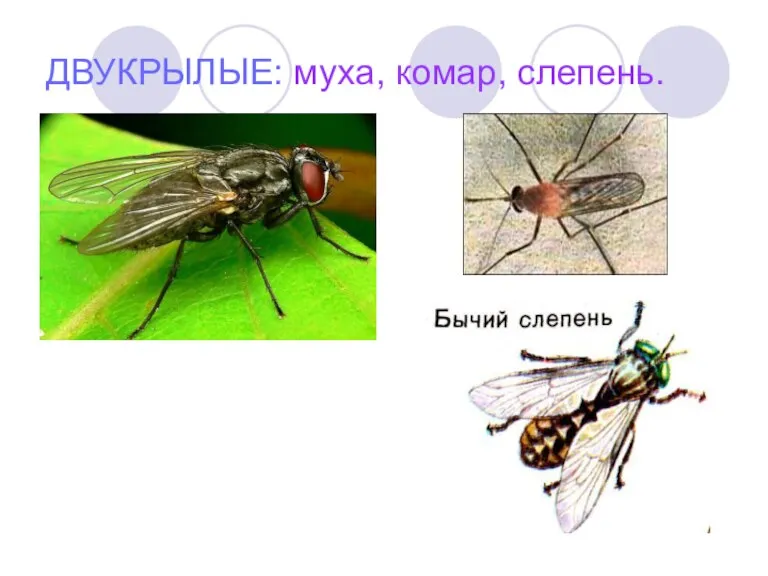 ДВУКРЫЛЫЕ: муха, комар, слепень.