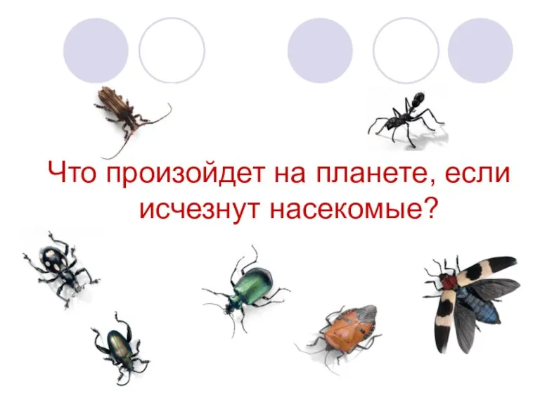 Что произойдет на планете, если исчезнут насекомые?