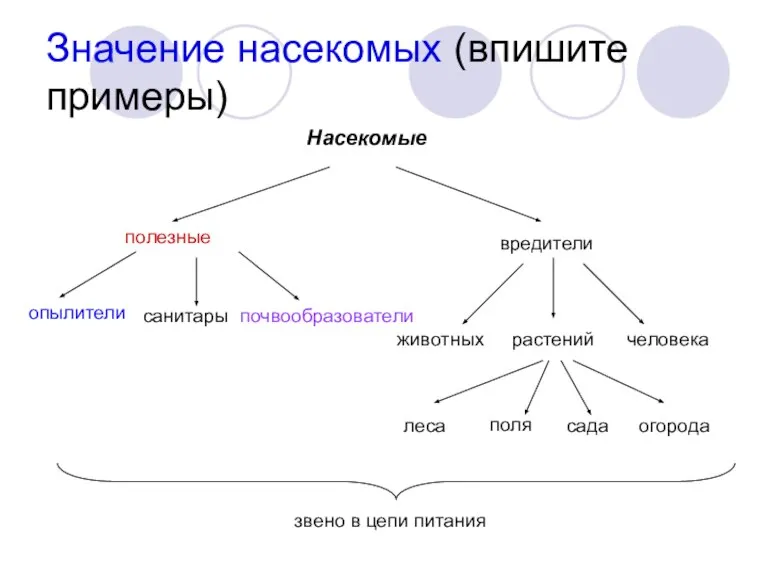 Насекомые полезные вредители почвообразователи звено в цепи питания Значение насекомых (впишите примеры)