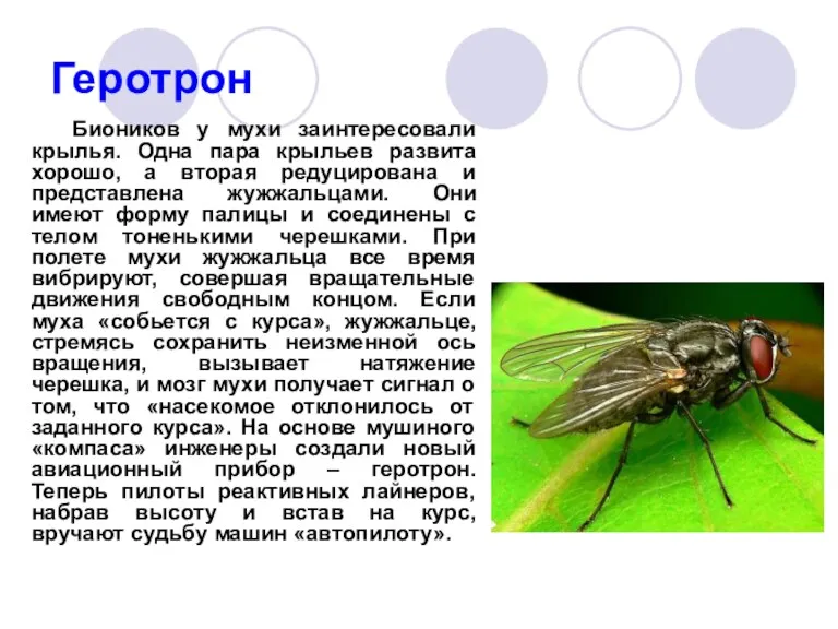 Геротрон Биоников у мухи заинтересовали крылья. Одна пара крыльев развита хорошо, а