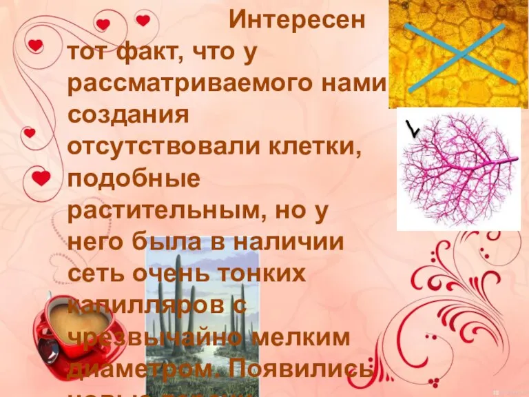 Интересен тот факт, что у рассматриваемого нами создания отсутствовали клетки, подобные растительным,