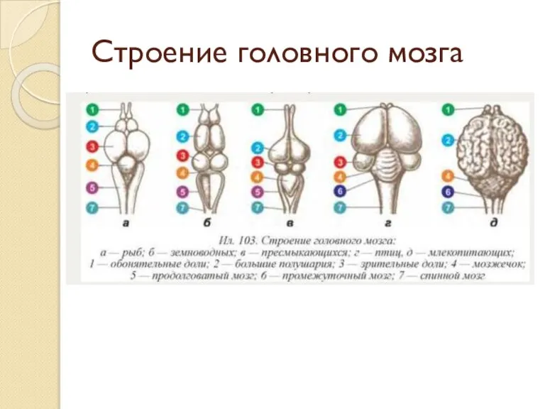 Строение головного мозга