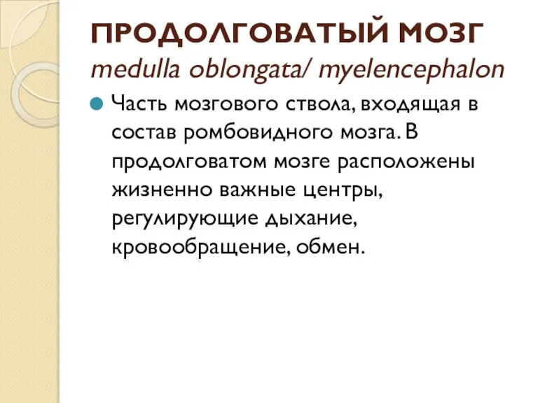 ПРОДОЛГОВАТЫЙ МОЗГ medulla oblongata/ myelencephalon Часть мозгового ствола, входящая в состав ромбовидного