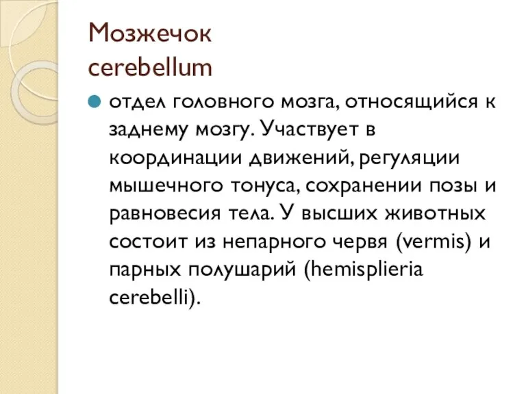 Мозжечок cerebellum отдел головного мозга, относящийся к заднему мозгу. Участвует в координации