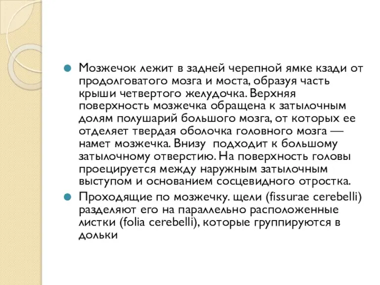 Мозжечок лежит в задней черепной ямке кзади от продолговатого мозга и моста,