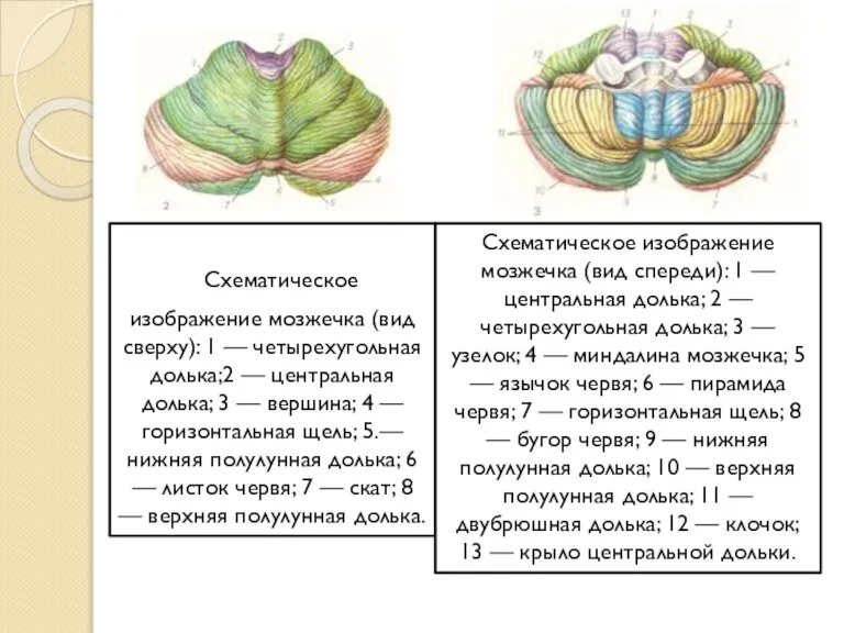 Схематическое изображение мозжечка (вид сверху): 1 — четырехугольная долька;2 — центральная долька;