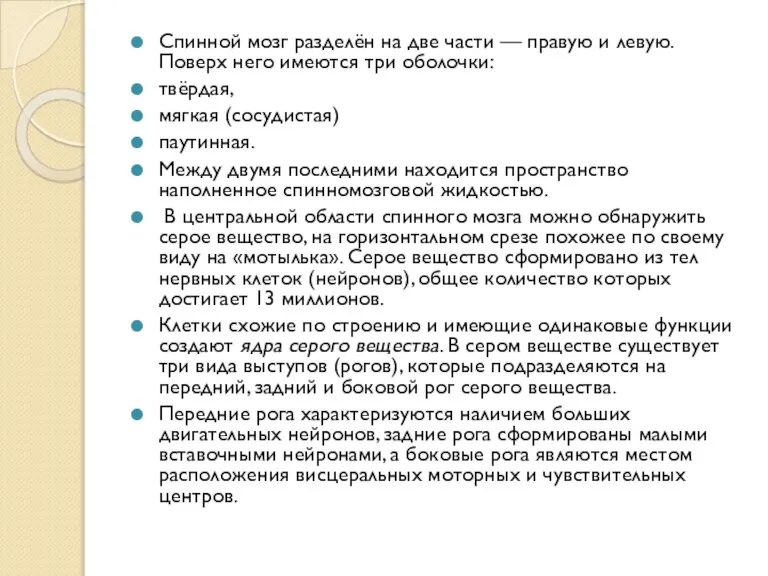 Спинной мозг разделён на две части — правую и левую. Поверх него