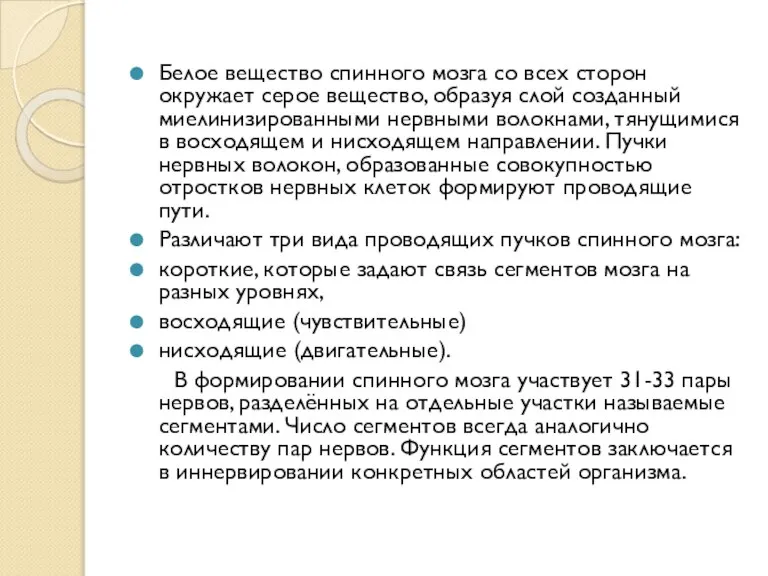 Белое вещество спинного мозга со всех сторон окружает серое вещество, образуя слой