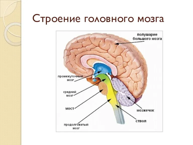 Строение головного мозга