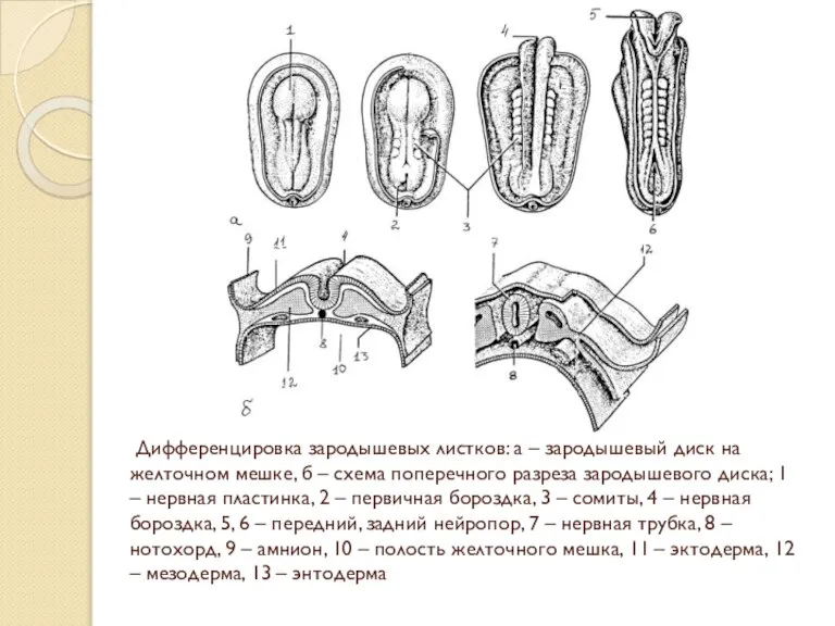 Дифференцировка зародышевых листков: а – зародышевый диск на желточном мешке, б –