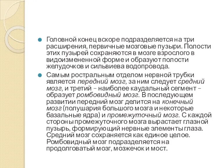 Головной конец вскоре подразделяется на три расширения, первичные мозговые пузыри. Полости этих