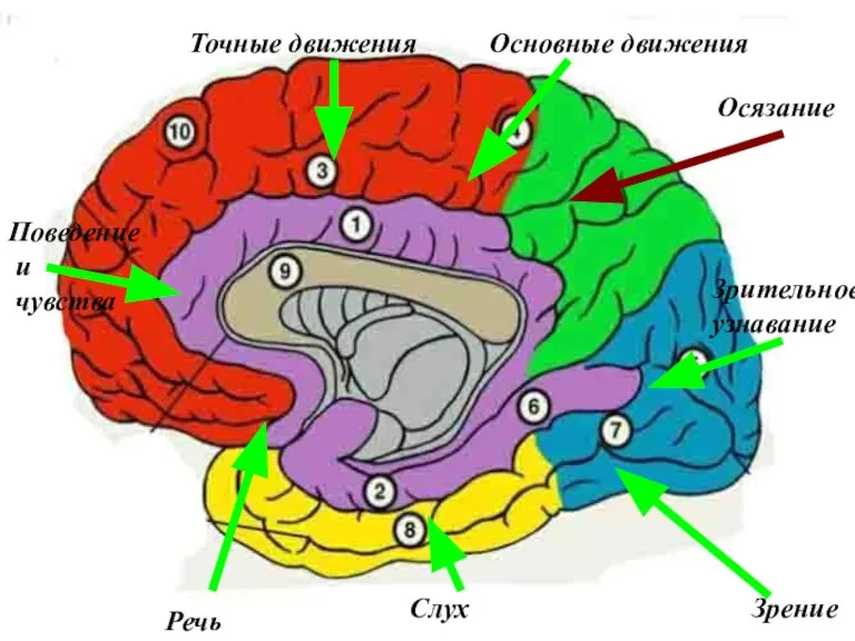 Осязание Зрительное узнавание Поведение и чувства Зрение Слух Речь Точные движения Основные движения