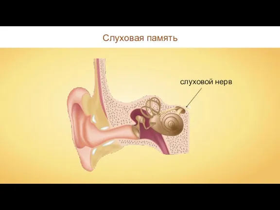 Слуховая память слуховой нерв