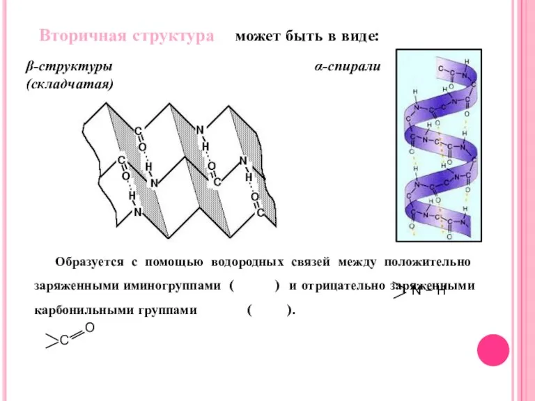 может быть в виде: Вторичная структура α-спирали β-структуры (складчатая)