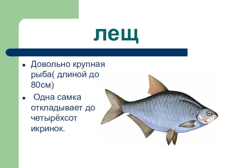 лещ Довольно крупная рыба( длиной до 80см) Одна самка откладывает до четырёхсот икринок.