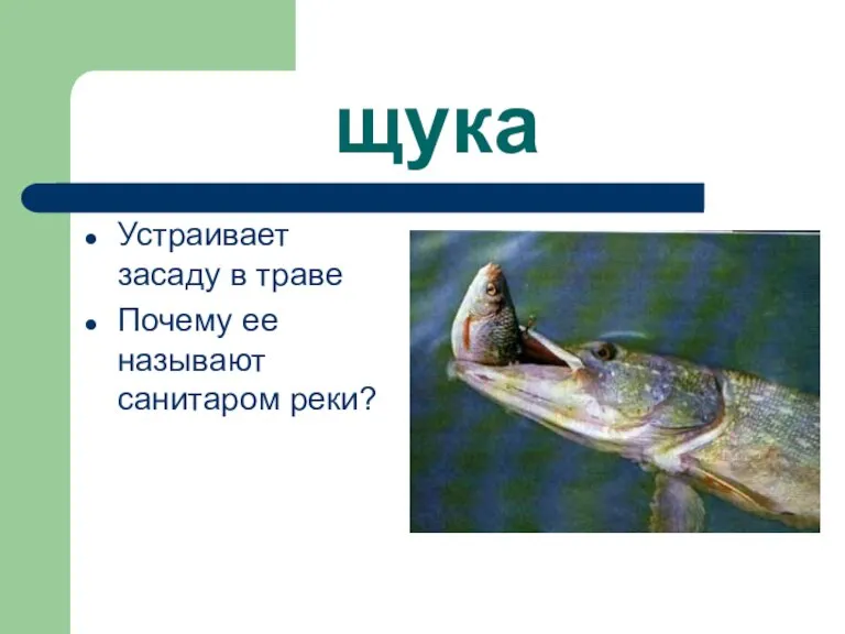 щука Устраивает засаду в траве Почему ее называют санитаром реки?