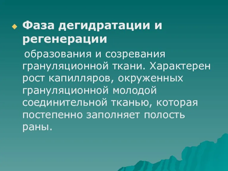 Фаза дегидратации и регенерации образования и созревания грануляционной ткани. Характерен рост капилляров,