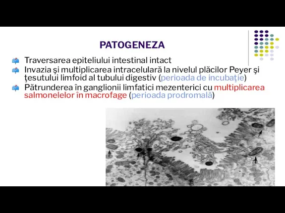 PATOGENEZA Traversarea epiteliului intestinal intact Invazia şi multiplicarea intracelulară la nivelul plăcilor