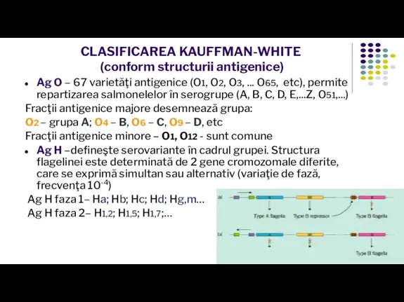 CLASIFICAREA KAUFFMAN-WHITE (conform structurii antigenice) Ag O – 67 varietăţi antigenice (O1,
