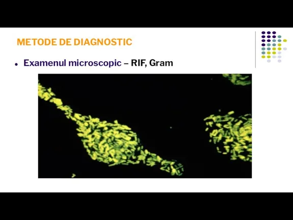 METODE DE DIAGNOSTIC Examenul microscopic – RIF, Gram
