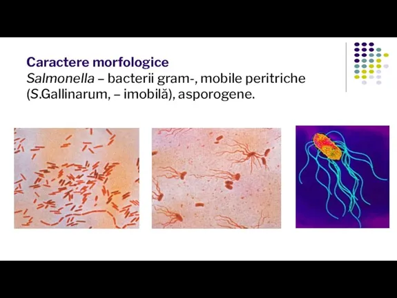 Caractere morfologice Salmonella – bacterii gram-, mobile peritriche (S.Gallinarum, – imobilă), asporogene.