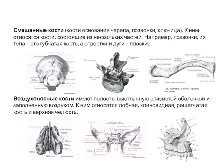 Смешанные кости (кости основания черепа, позвонки, ключица). К ним относятся кости, состоящие