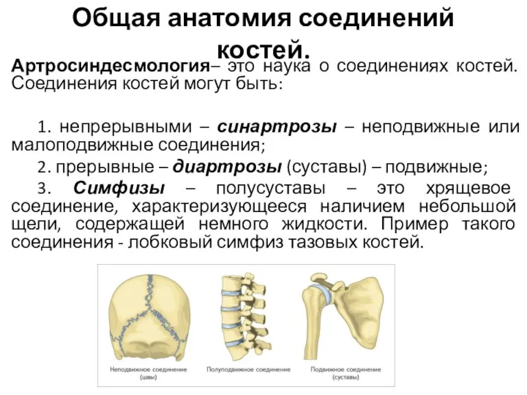 Общая анатомия соединений костей. Артросиндесмология– это наука о соединениях костей. Соединения костей