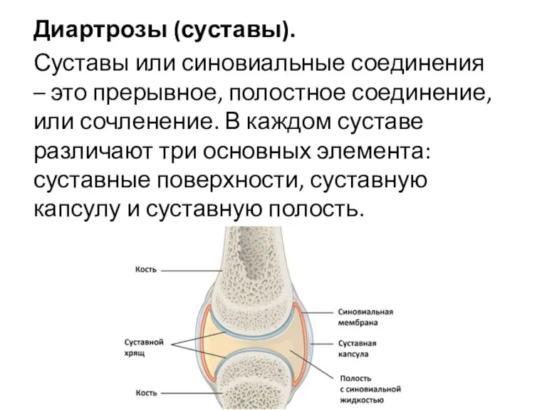 Диартрозы (суставы). Суставы или синовиальные соединения – это прерывное, полостное соединение, или