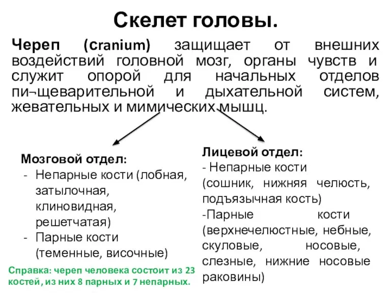 Скелет головы. Череп (сranium) защищает от внешних воздействий головной мозг, органы чувств