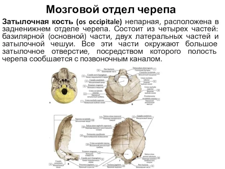 Мозговой отдел черепа Затылочная кость (os occipitale) непарная, расположена в задненижнем отделе