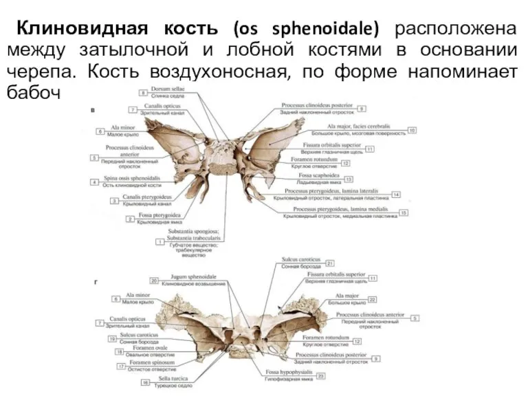 Клиновидная кость (os sphenoidale) расположена между затылочной и лобной костями в основании