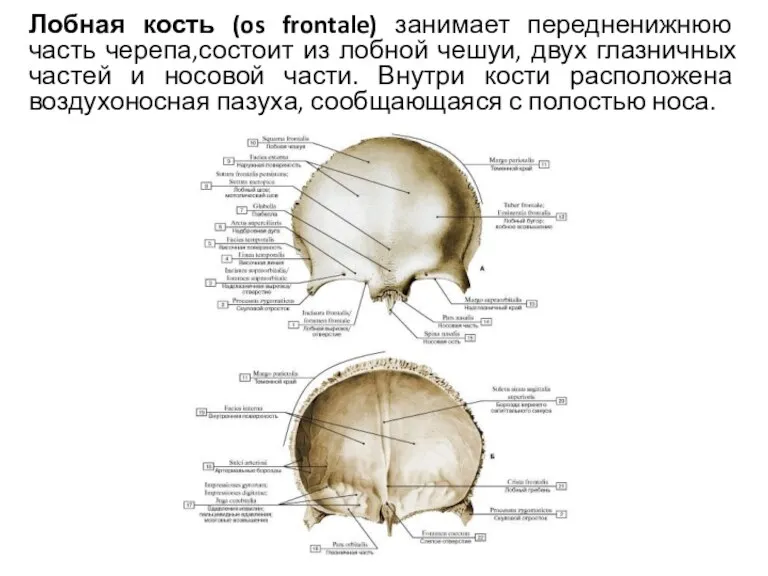 Лобная кость (os frontale) занимает передненижнюю часть черепа,состоит из лобной чешуи, двух