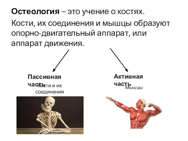 Остеология – это учение о костях. Кости, их соединения и мышцы образуют